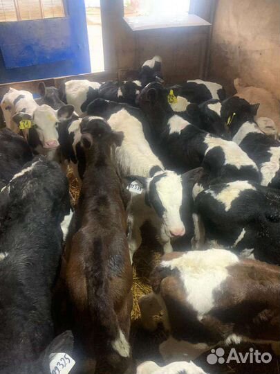 Телята бычки