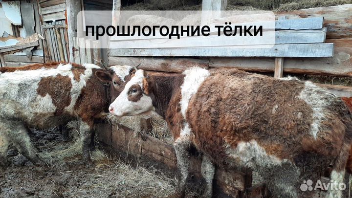 Коровы дойные молочные, бычки, тёлки