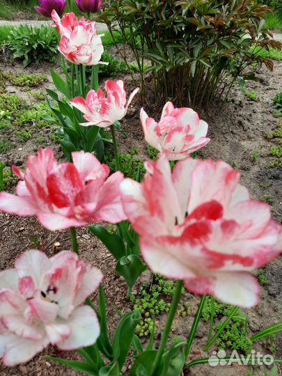 Тюльпаны к 8 марта оптом