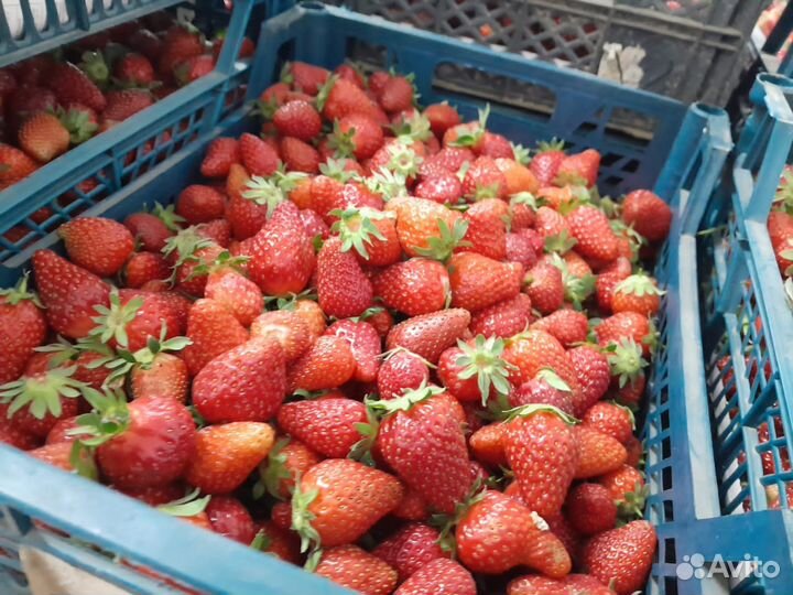Клубника свежая Мурано,Априка и др