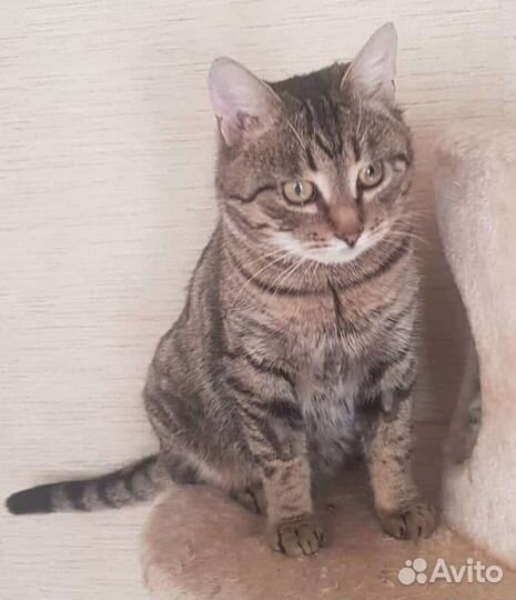 Котик в добрые руки