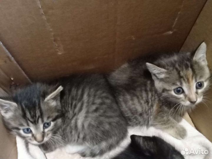 Кошки в добрые руки бесплатно