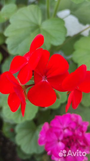 Герань пеларгония