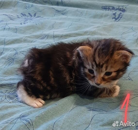 Кот курильский бобтейл