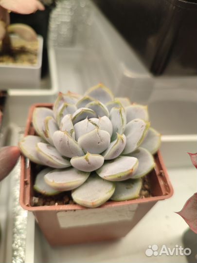 Суккуленты