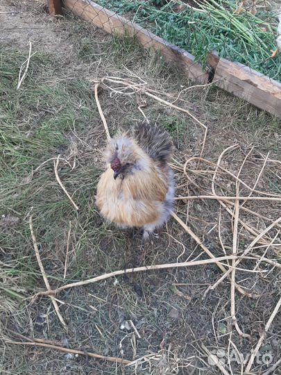 Петух китайский