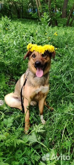 Собаки бесплатно в добрые руки щенки