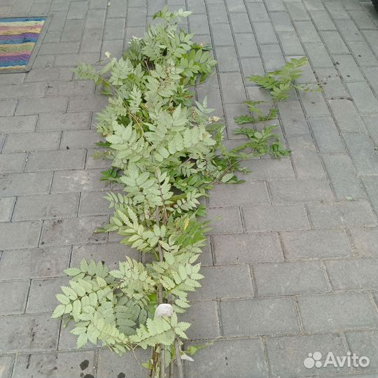 Саженцы рябины