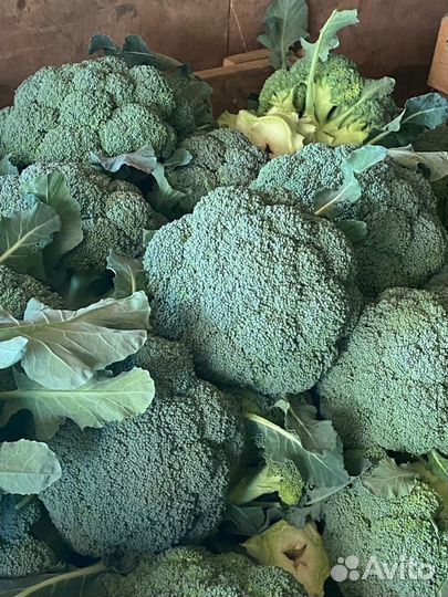 Капуста брокколи