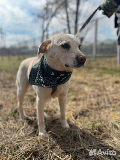 Собака в добрые руки