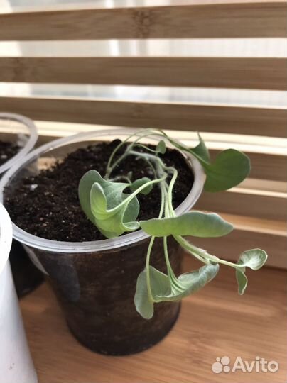 Дихондра серебристый водопад