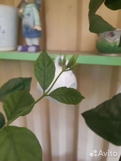 Комнатный жасмин