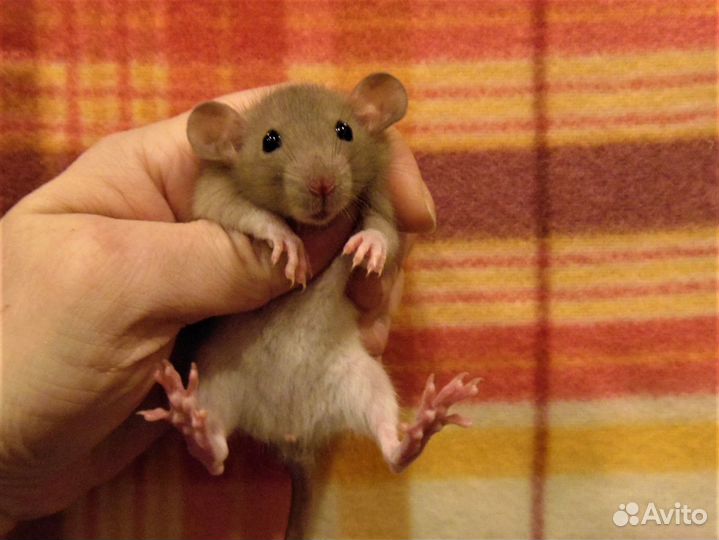 Крысы, крысята дамбо от заводчика, клетки, гамак