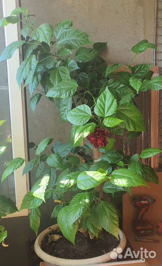 Гибискус китайская роза