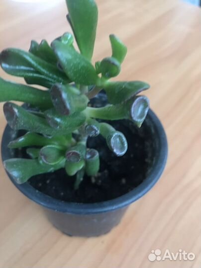 Крассула толстянка