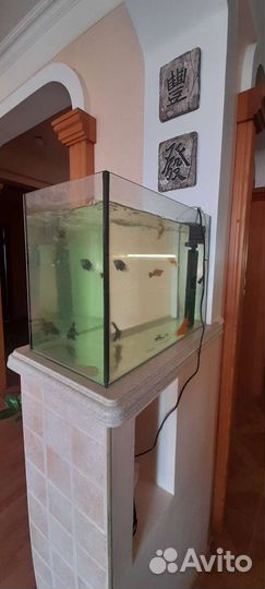 Аквариум с рыбами