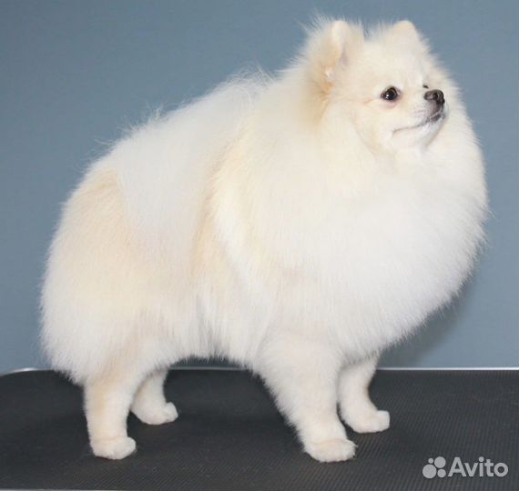 Шикарный мальчик для вязки. Развязан