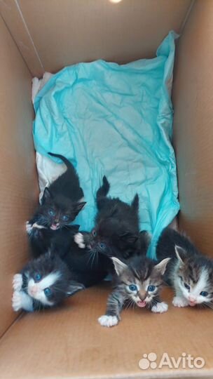 Котята в добрые руки