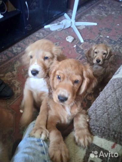 Продаю щенков английского спаниеля 6 штук