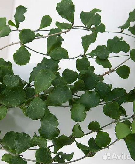 Хойи (мелкашечки)