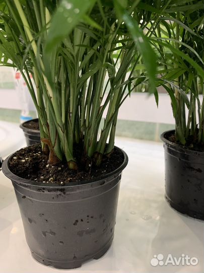 Пальма хамедорея