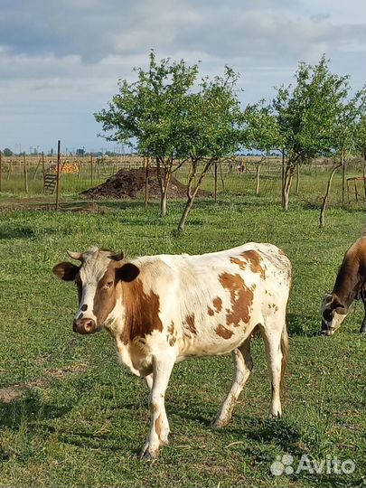 Телки стельные