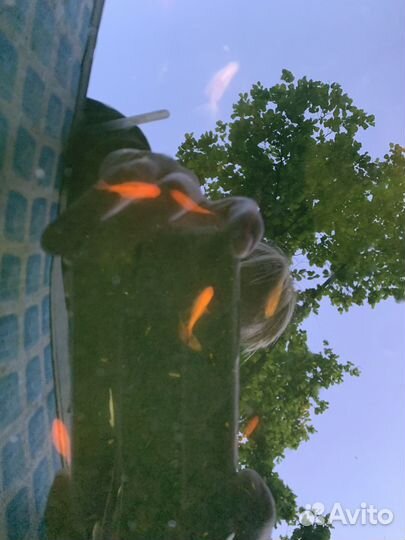 Цветной карась