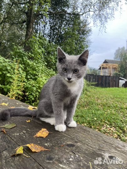 Котята в добрые руки бесплатно