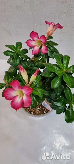 Мини adenium