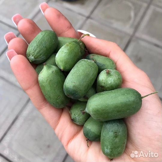 Актинидия Иссаи Обоеполая саженцы доставка по РФ