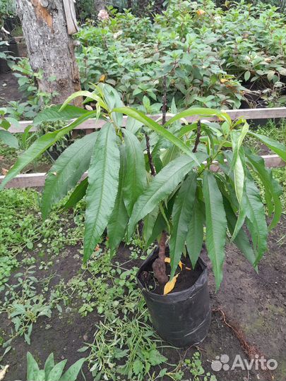 Колоновидный персик