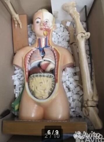 Гербарии, биология, физика, анатомия