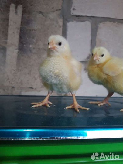 Инкубационное яйцо бройлера