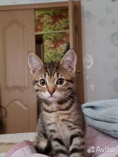 Кошечка в добрые руки