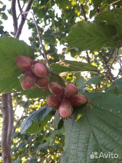 Саженец фундука