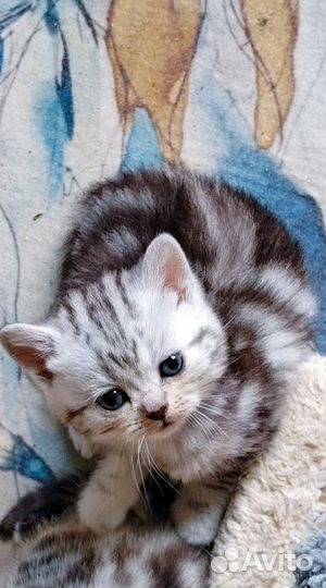Шотландская кошечка. #3