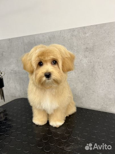 Стрижка собак и кошек,Зоосалон,Грумер