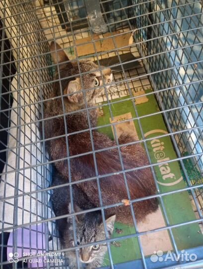 Платный отлов кошек. Бездомные и домашние