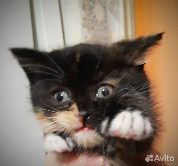 Котёнок девочка