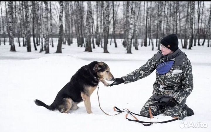 Наш большой мальчик Дрейк ищет родителей