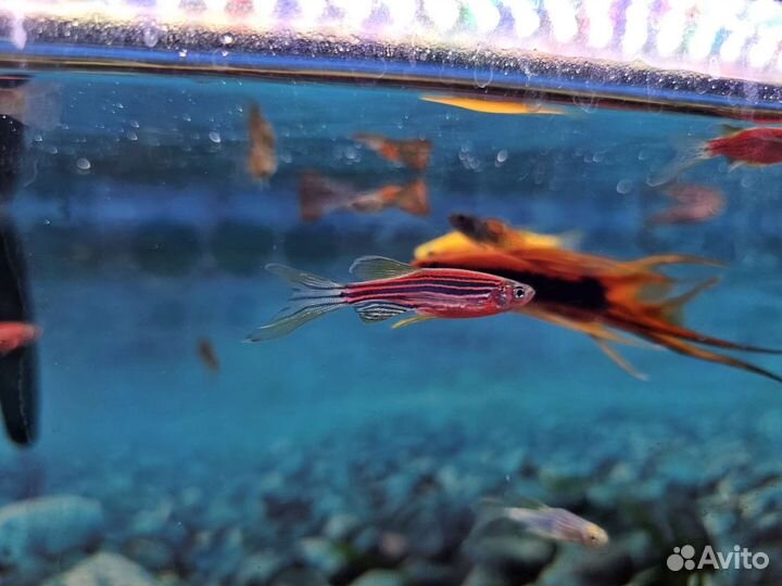 Данио GLO (микс)