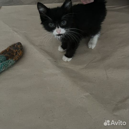 Котенок в добрые руки