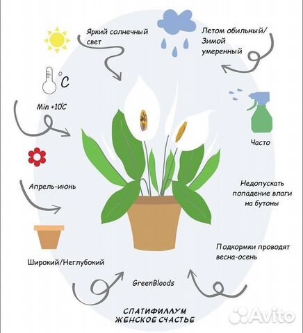 Спатифиллум. Женское счастье