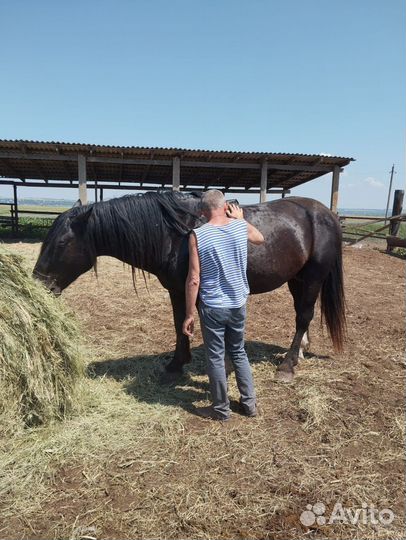 Лошадь жеребец