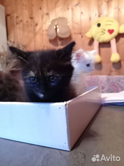 Милые котята