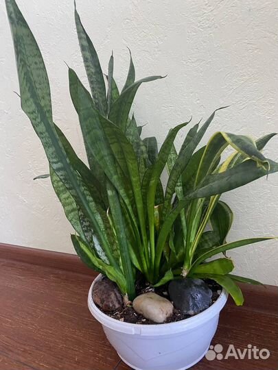 Сансевиерия