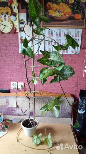 Комнатное растение