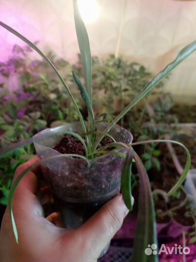 Рассада однолетних цветов