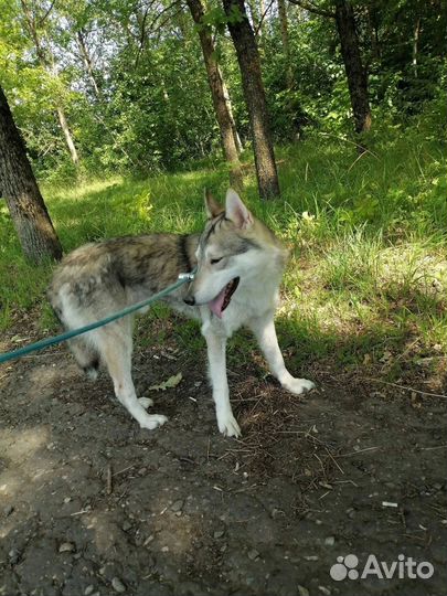 Собака Хася в добрые руки