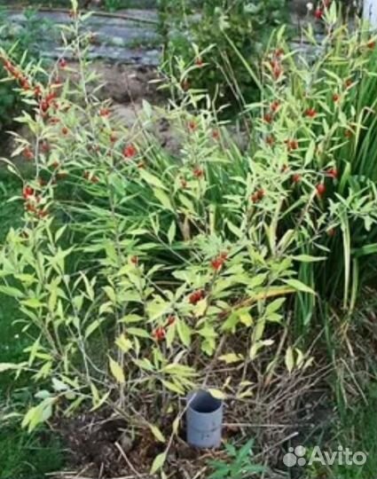 Саженец ягода годжи дереза